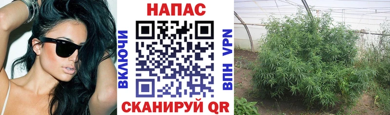 Бошки марихуана OG Kush  Щёлково 